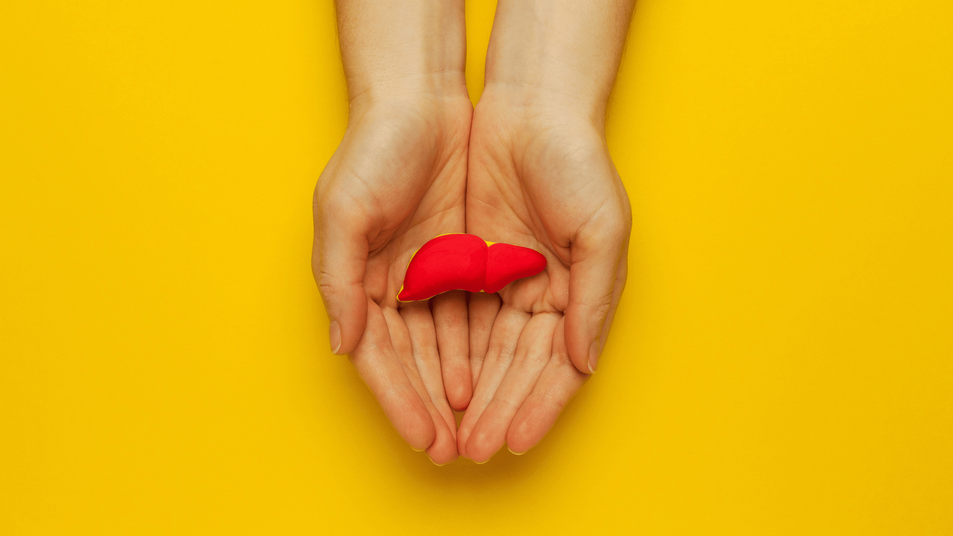 Hands gently holding a model of a liver on a bright yellow background, symbolizing the importance of harm reduction strategies in hep C prevention.