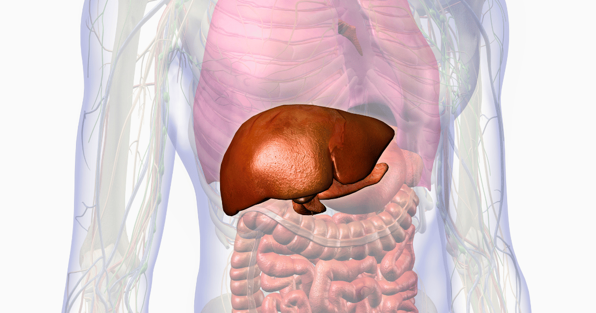 3D illustration of a human liver, prominently displayed in a reddish-brown color and highlighted within the torso.